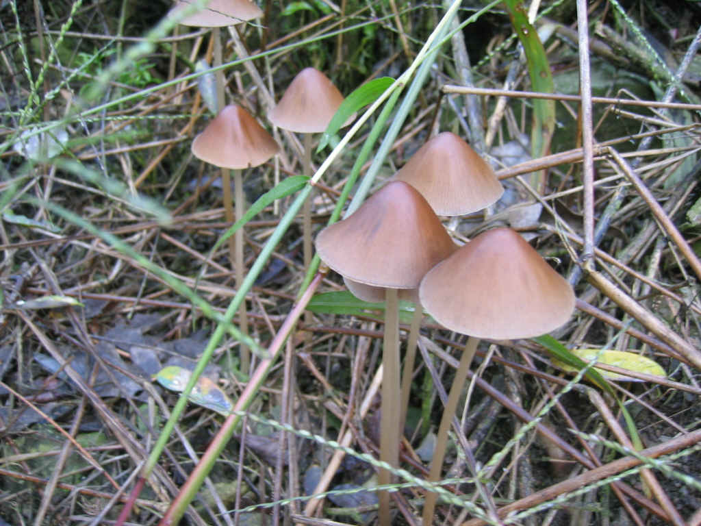2005 :  Un anno di funghi